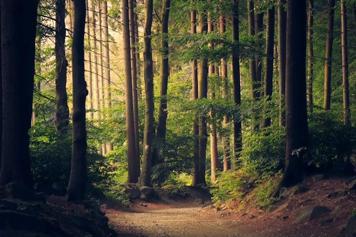 Winding dirt path through a dense green forest with sunlight filtering through the trees