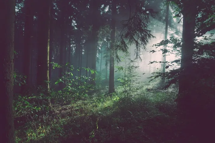 Dense forest with dark tree trunks, ferns, and thick mist glowing among the trees