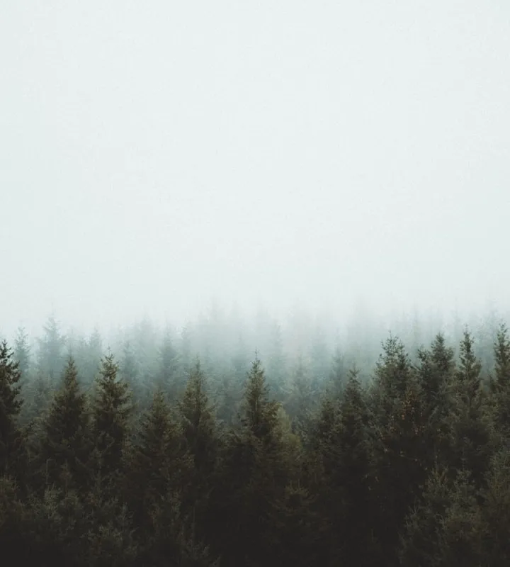 Dense dark green conifer forest with pointed treetops disappearing into thick white fog