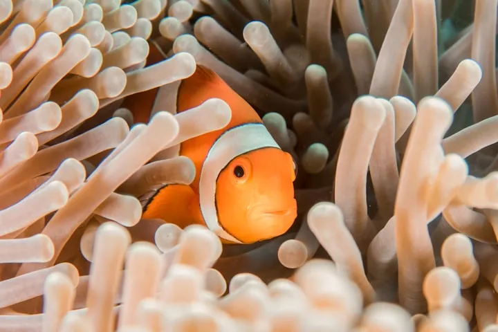 Orange ocellaris clownfish with a white stripe peeking from pale peach sea-anemone tentacles
