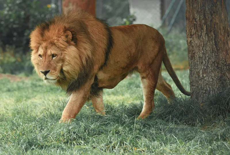 Wildlife photography