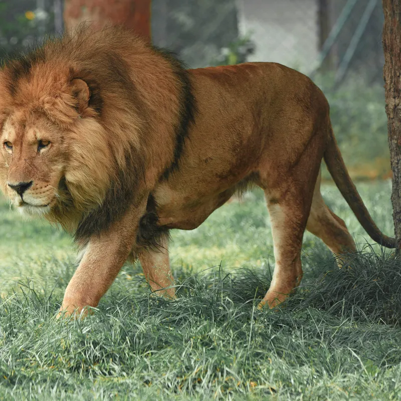 Side view of an adult male lion with a full mane walking through green grass past a tree