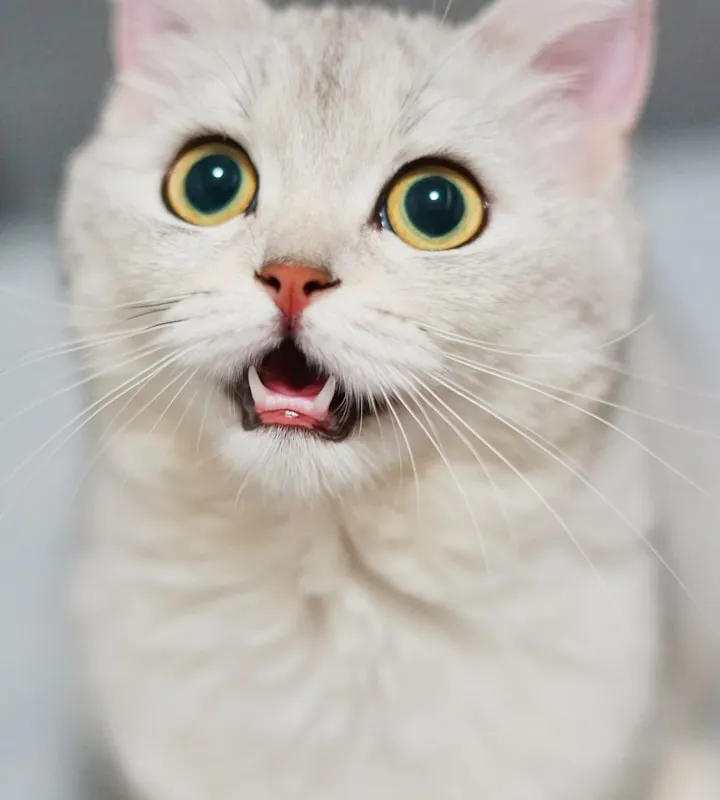 Close-up of a fluffy white kitten looking up with wide eyes and a slightly open mouth
