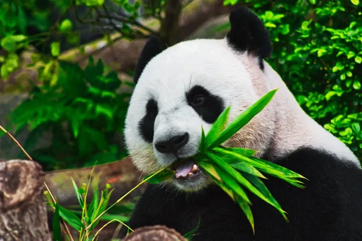 Close-up of a giant panda chewing a bundle of green bamboo leaves